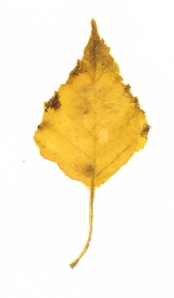 Yellow birch leaf