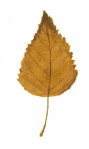 Golden birch leaf